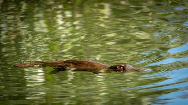Platypus Viewing at Broken River