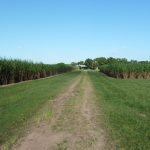 338 Mezzens Road, HOMEBUSH, QLD 4740 AUS