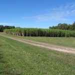 338 Mezzens Road, HOMEBUSH, QLD 4740 AUS