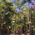 596 Gorge Road, FINCH HATTON, QLD 4756 AUS