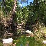 596 Gorge Road, FINCH HATTON, QLD 4756 AUS