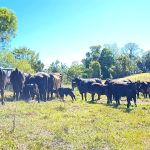 189 Cathay Creek Road, CREDITON, QLD 4757 AUS